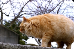 どういう体型かわからないちゃん
