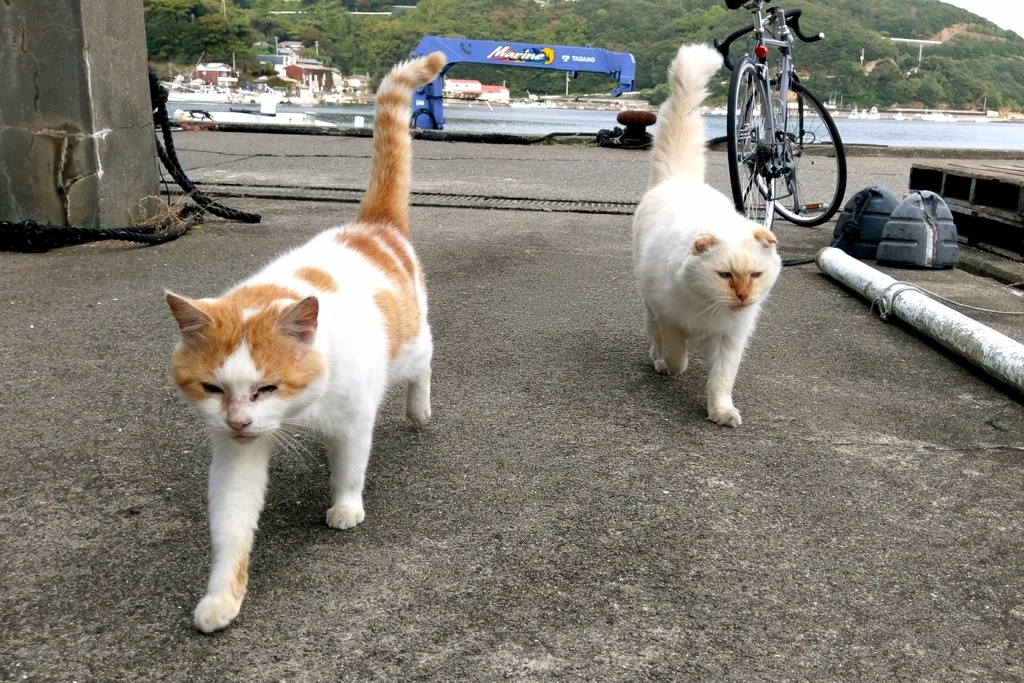 なんでスマホで撮ったんだっけ