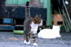 ぴん