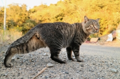 ストレッチふぐり