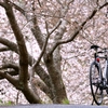 桜鉄輪七分咲