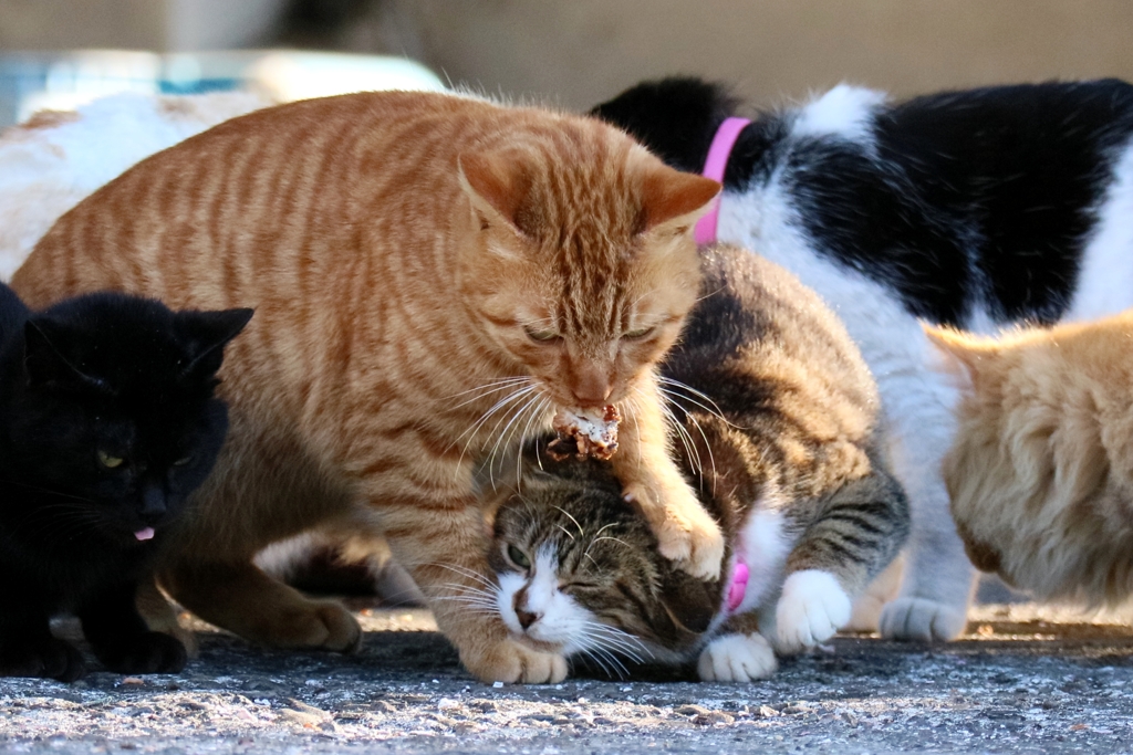 弱肉強食ちゃんハードプッシュ