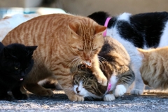 弱肉強食ちゃんハードプッシュ