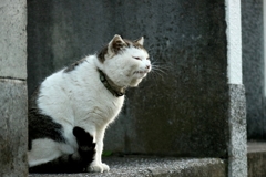 街角ぶぇっくし