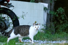 どうして君はそんな柄に