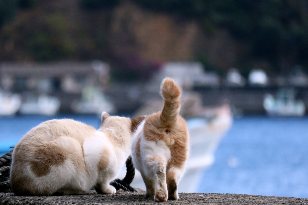 さりげないふぐり