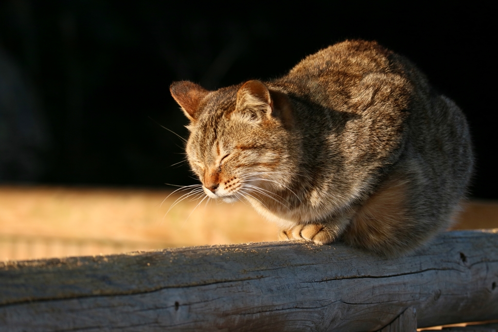 エンデューラ先生