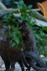 黒いジャガーちゃん