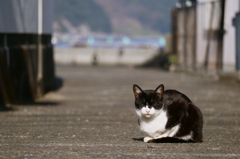 意に介さない先生