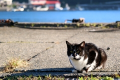 海の男だぜちゃん