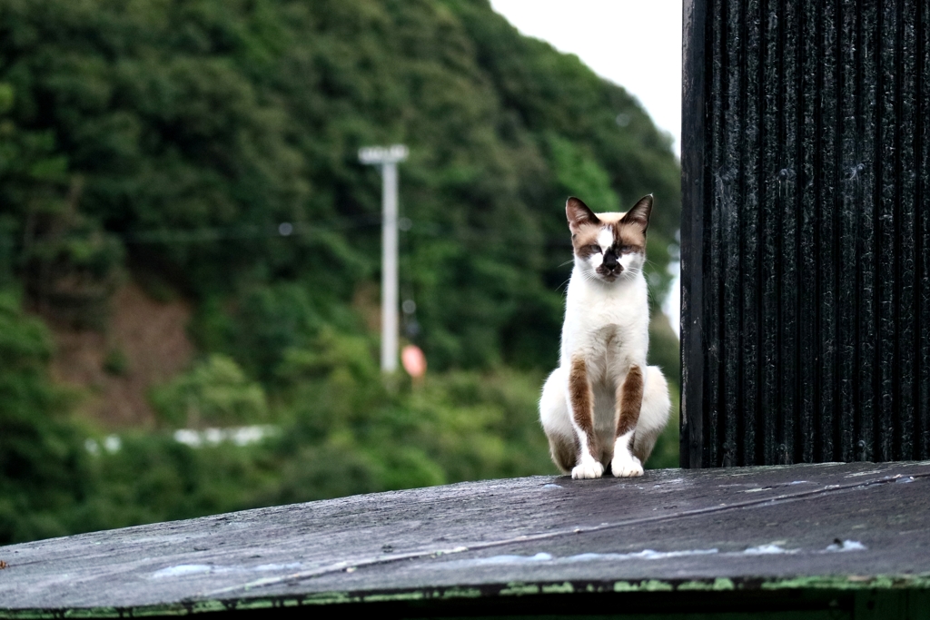 お前を見ているぞちゃん