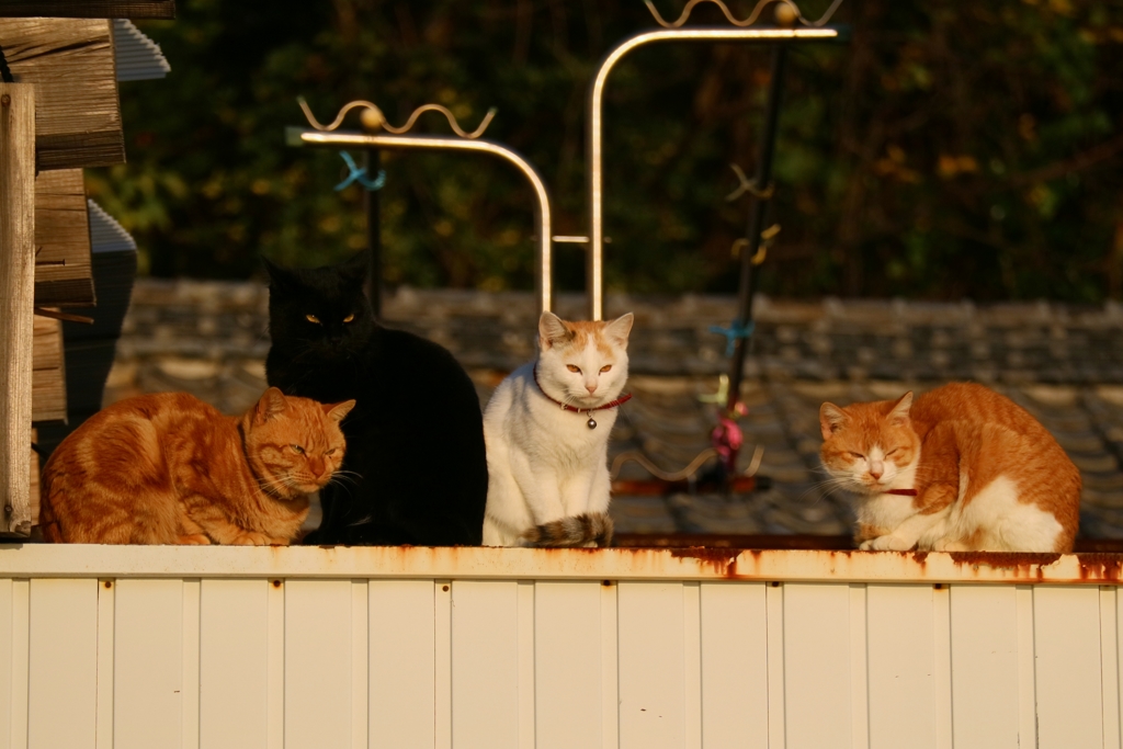 エネチャージズ