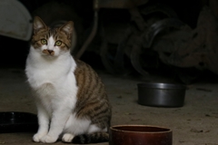 まだですかちゃん