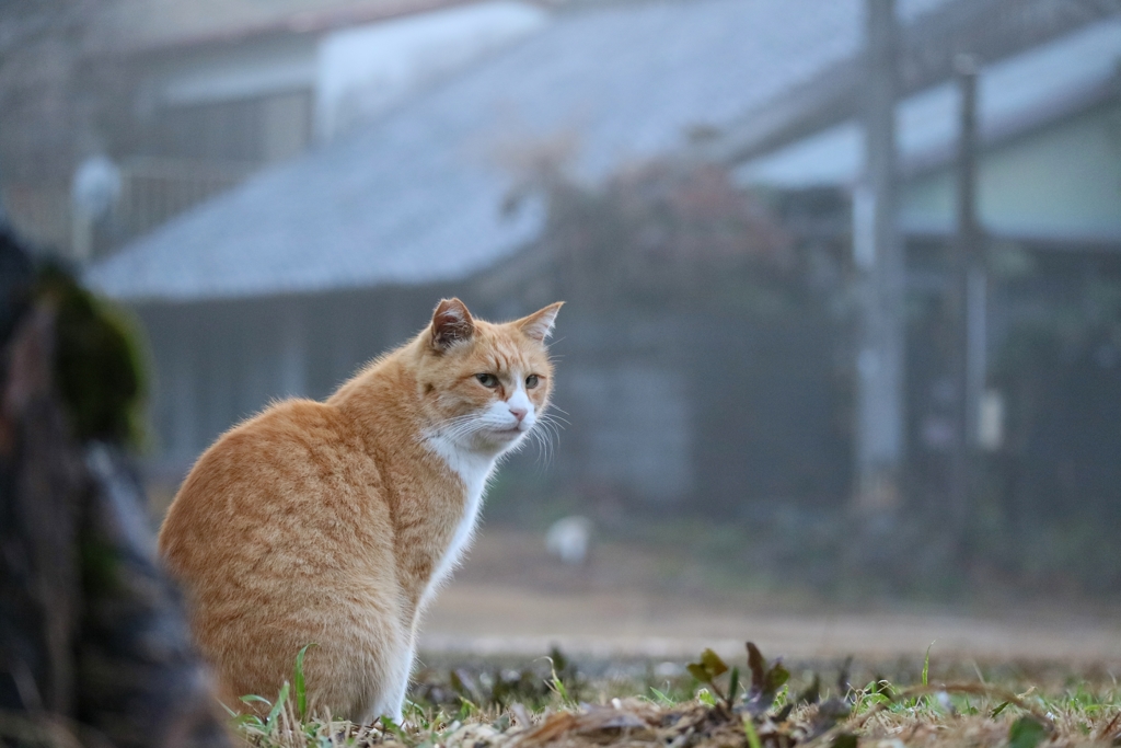 あめつめたい