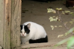 警戒ホームレスちゃん