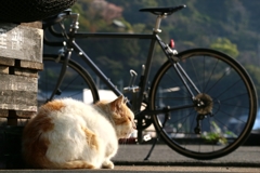 ぽたねこ