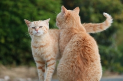 まざろうとしたら「シャーっ」と言われた