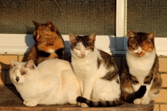 ねこだまり