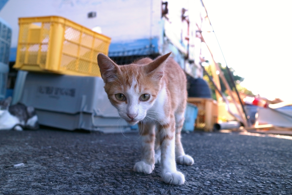 興味津々ちゃん