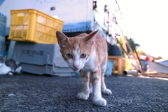 興味津々ちゃん