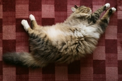 デブスパイラル