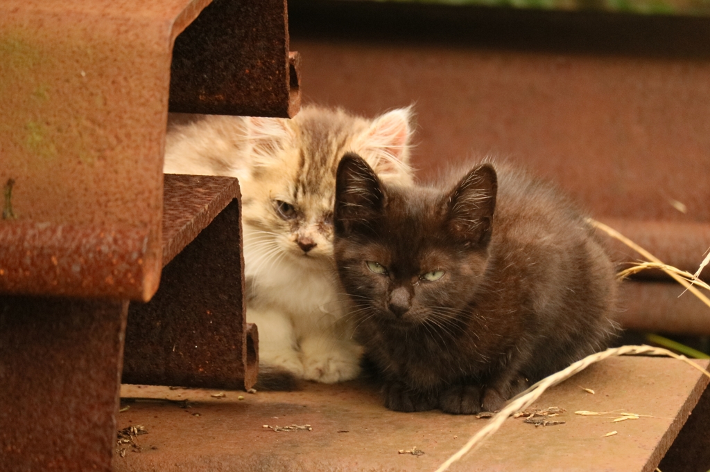 ぴっとりちゃん