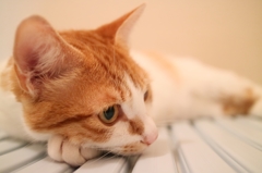 退くよう要求するが目を合わせようとしない