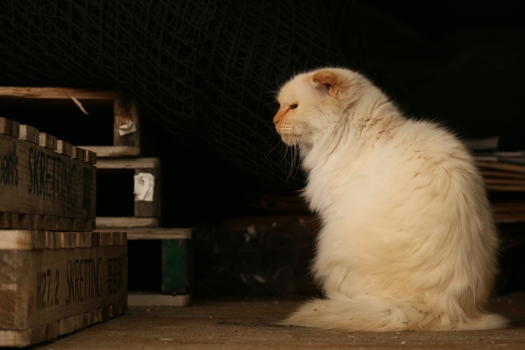 モッフアンニュイ