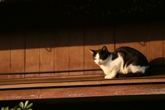 ルーフトップちゃん