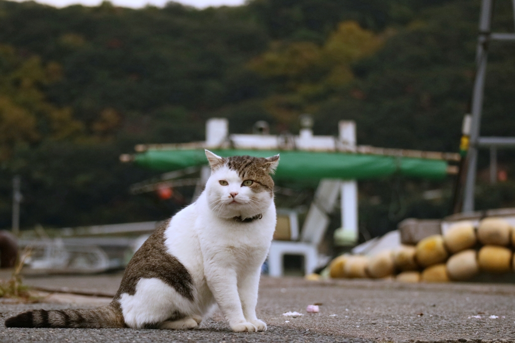 メタボリック先生