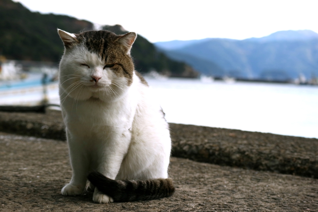 冬毛猫の中で明らかにデブ