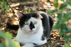 面相惡夫アンブッシュ