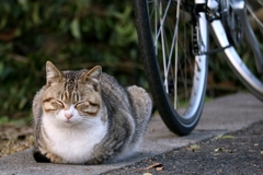 縦列駐車