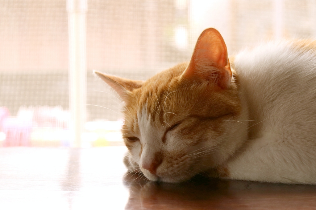 トゥルースリーパー