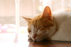 トゥルースリーパー