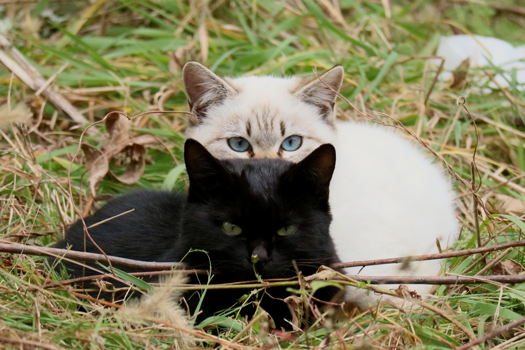 寒さこたえるちゃんズ