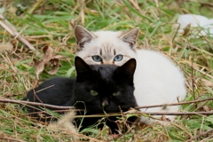 寒さこたえるちゃんズ