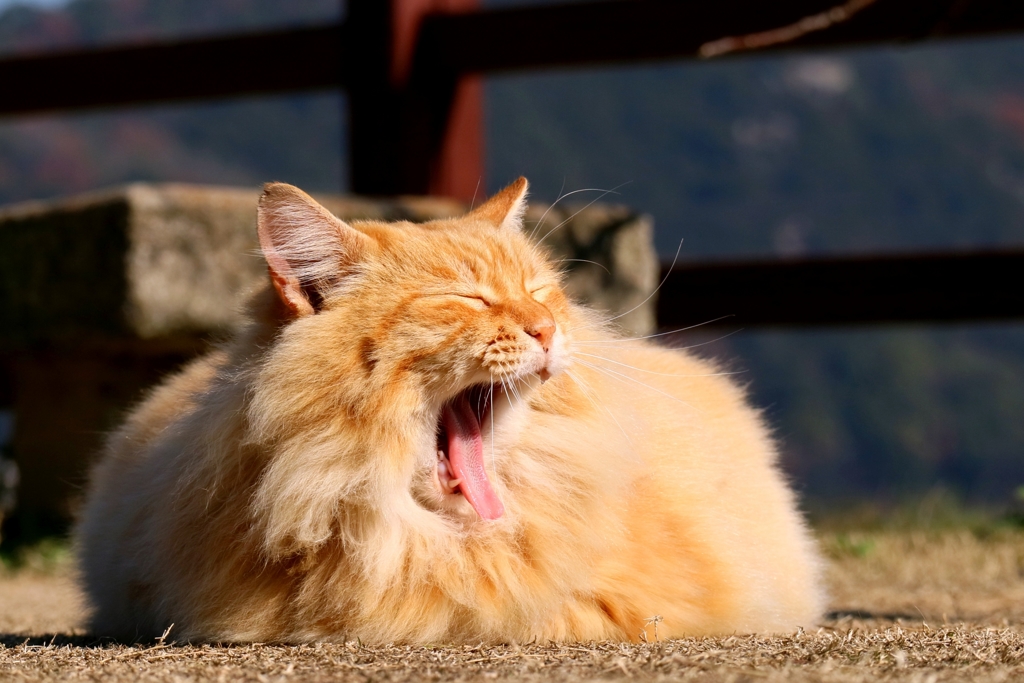 ギリースーツちゃん