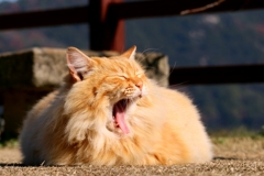 ギリースーツちゃん