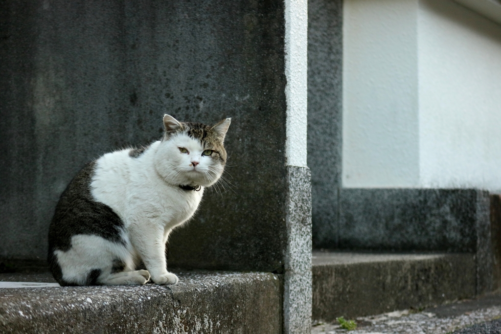 めぇーと鳴いていた