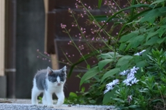 アドベンチャーちゃん