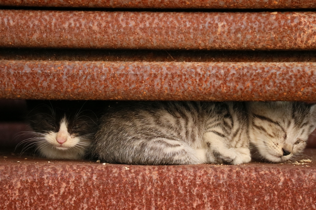 猫スペース