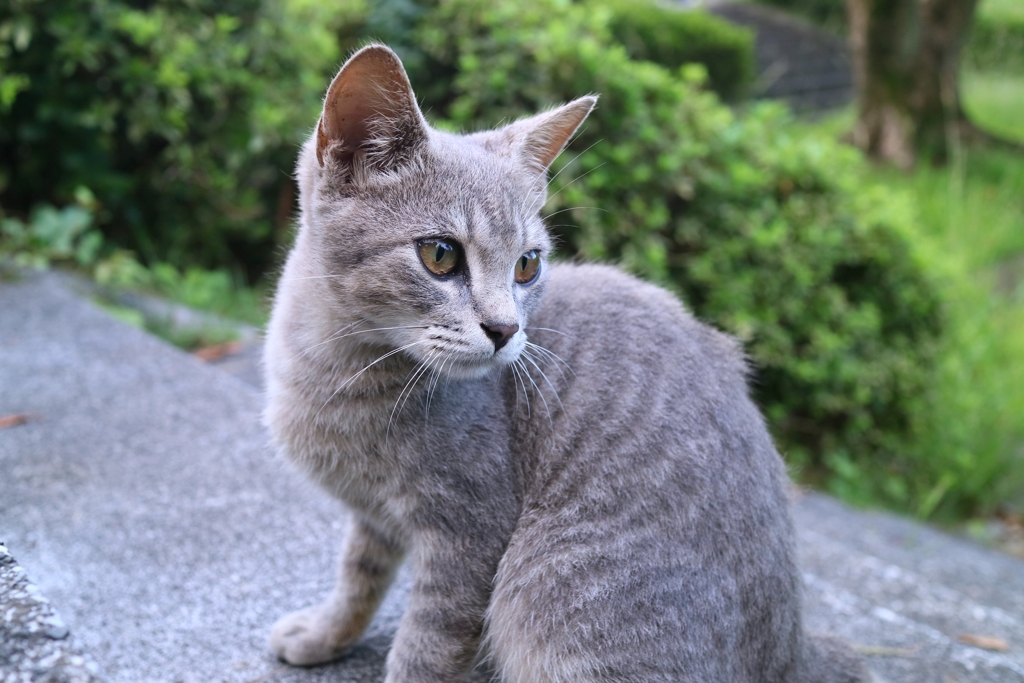 至近距離。でもさわらせてくれない