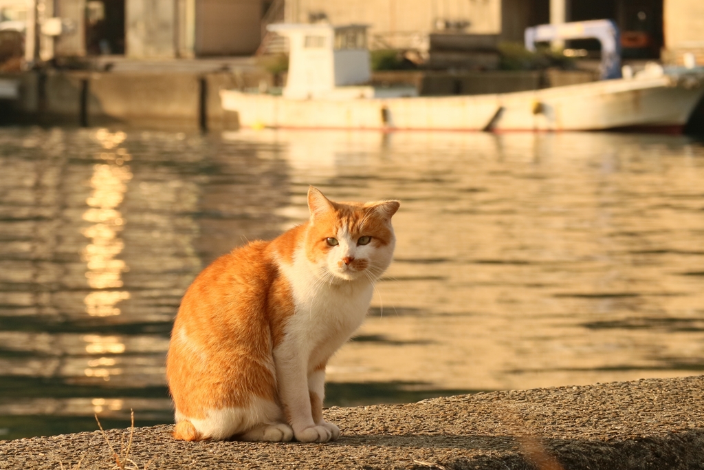 シーサイドランデブー先生