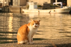 シーサイドランデブー先生