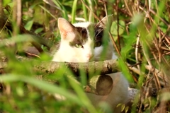 やぶちゃん