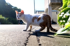 アフレイド　オブ　サンライト