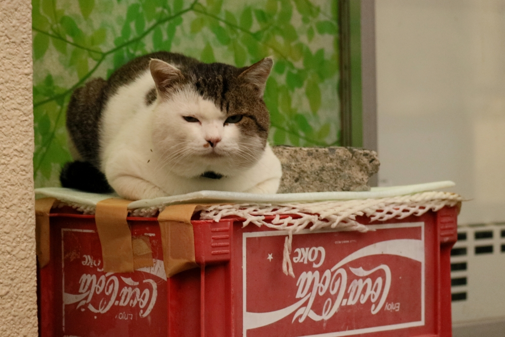 いらっしゃい先生