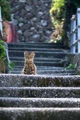 見おろすちゃん