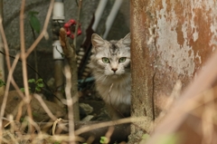 ぴた